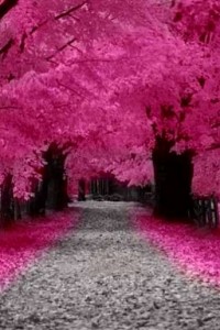 pink-leaves